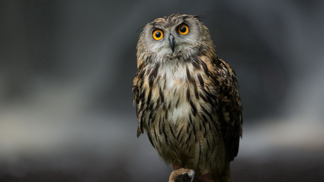 Wallpaper owl, bird, predator, sitting, feathers