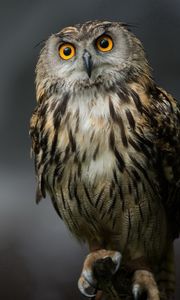 Preview wallpaper owl, bird, predator, sitting, feathers