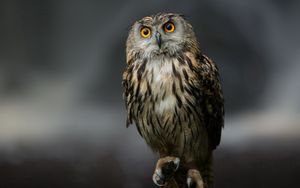 Preview wallpaper owl, bird, predator, sitting, feathers