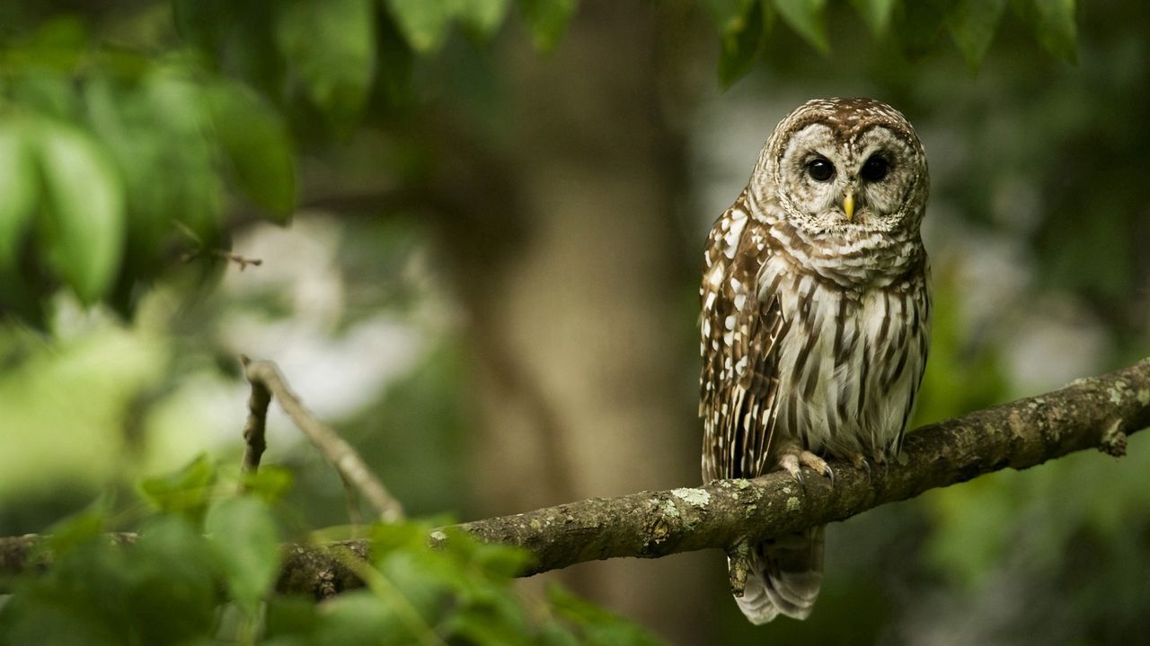 Wallpaper owl, bird, predator, color, branch, sit
