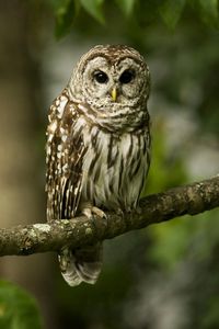 Preview wallpaper owl, bird, predator, color, branch, sit