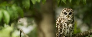 Preview wallpaper owl, bird, predator, color, branch, sit