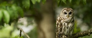 Preview wallpaper owl, bird, predator, color, branch, sit