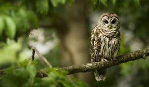 Preview wallpaper owl, bird, predator, color, branch, sit