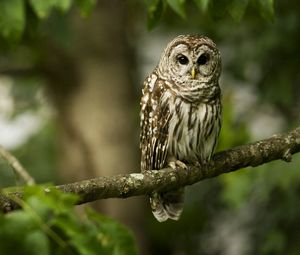 Preview wallpaper owl, bird, predator, color, branch, sit