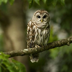 Preview wallpaper owl, bird, predator, color, branch, sit