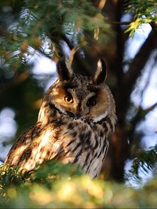 Preview wallpaper owl, bird, predator, sit, shade