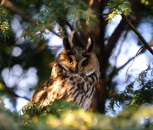 Preview wallpaper owl, bird, predator, sit, shade