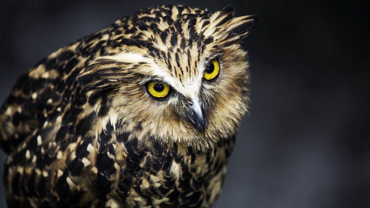 Wallpaper owl, bird, predator, feathers, aggression