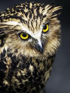 Preview wallpaper owl, bird, predator, feathers, aggression