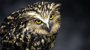 Preview wallpaper owl, bird, predator, feathers, aggression