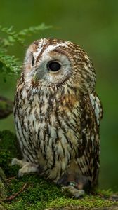Preview wallpaper owl, bird, predator, grass, sit, hunting, waiting