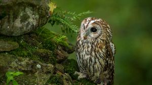 Preview wallpaper owl, bird, predator, grass, sit, hunting, waiting