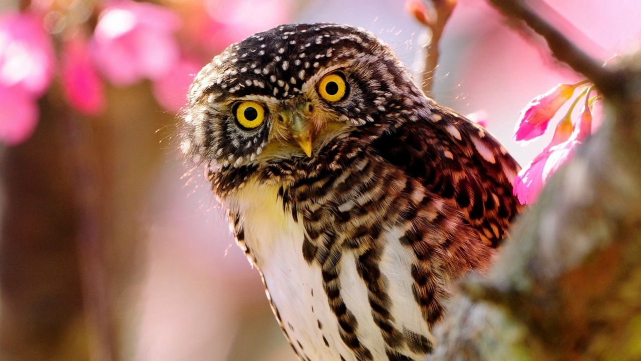 Wallpaper owl, bird, predator, branch, sit