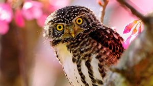 Preview wallpaper owl, bird, predator, branch, sit
