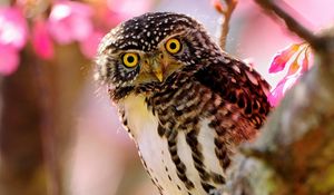 Preview wallpaper owl, bird, predator, branch, sit