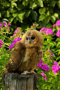 Preview wallpaper owl, bird, predator, grass, flowers, timber, sit