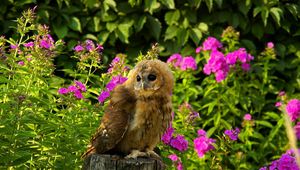 Preview wallpaper owl, bird, predator, grass, flowers, timber, sit