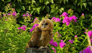 Preview wallpaper owl, bird, predator, grass, flowers, timber, sit