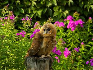 Preview wallpaper owl, bird, predator, grass, flowers, timber, sit