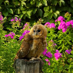Preview wallpaper owl, bird, predator, grass, flowers, timber, sit
