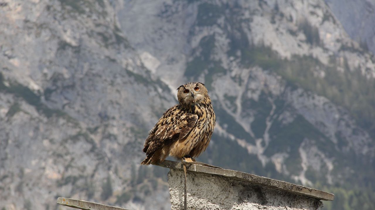 Wallpaper owl, bird, predator, roof, sit