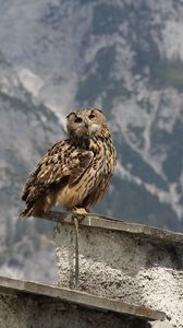 Preview wallpaper owl, bird, predator, roof, sit