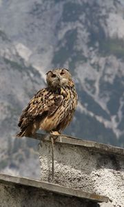 Preview wallpaper owl, bird, predator, roof, sit