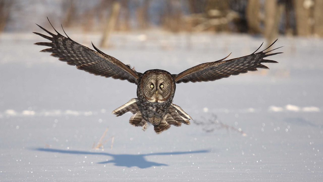 Wallpaper owl, bird, predator, flight, wings, flap, snow, winter, shadow