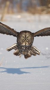 Preview wallpaper owl, bird, predator, flight, wings, flap, snow, winter, shadow
