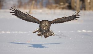 Preview wallpaper owl, bird, predator, flight, wings, flap, snow, winter, shadow