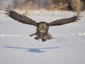 Preview wallpaper owl, bird, predator, flight, wings, flap, snow, winter, shadow