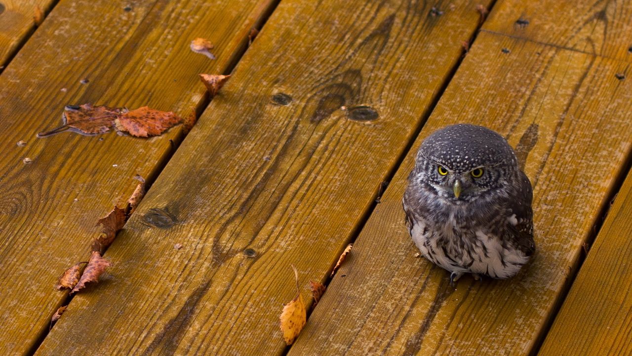 Wallpaper owl, bird, predator, small, wooden floor, leaves