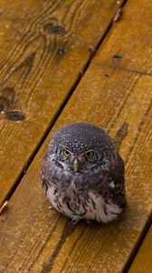 Preview wallpaper owl, bird, predator, small, wooden floor, leaves