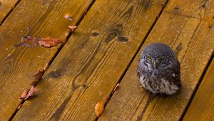 Preview wallpaper owl, bird, predator, small, wooden floor, leaves