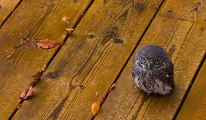 Preview wallpaper owl, bird, predator, small, wooden floor, leaves