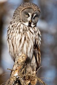 Preview wallpaper owl, bird, predator