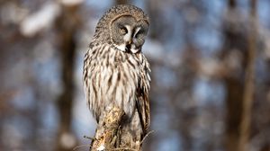 Preview wallpaper owl, bird, predator
