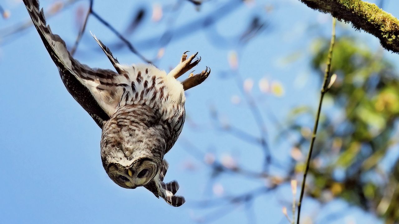 Wallpaper owl, bird, predator, flying, twig, moss