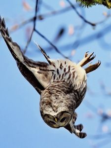 Preview wallpaper owl, bird, predator, flying, twig, moss