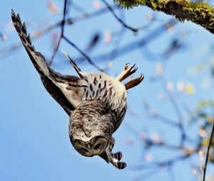 Preview wallpaper owl, bird, predator, flying, twig, moss