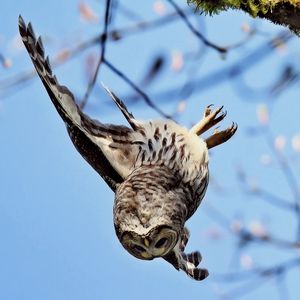 Preview wallpaper owl, bird, predator, flying, twig, moss