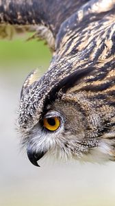 Preview wallpaper owl, bird, predator, swing