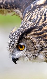 Preview wallpaper owl, bird, predator, swing