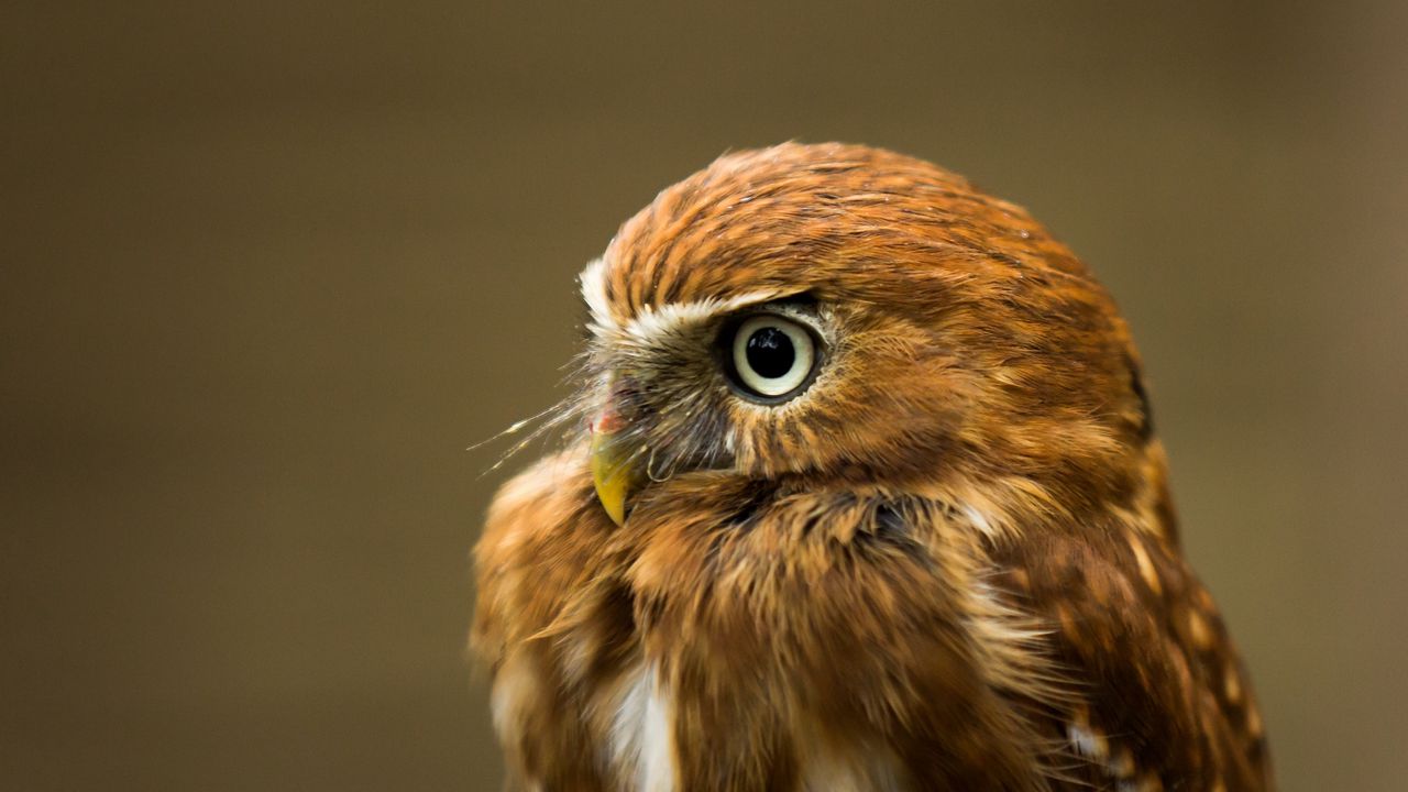 Wallpaper owl, bird, predator