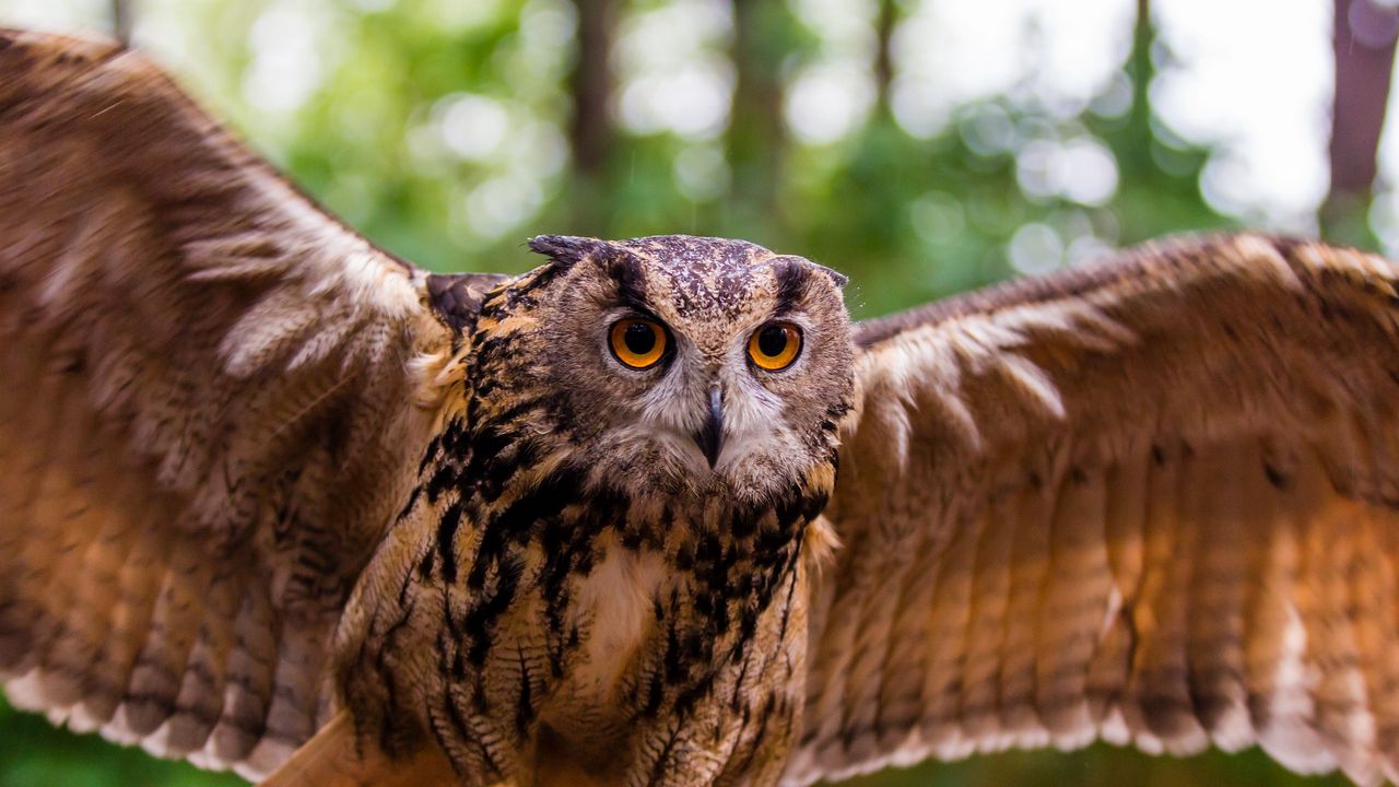 Wallpaper owl, bird, predator, flap, wings