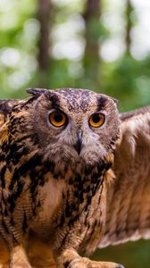 Preview wallpaper owl, bird, predator, flap, wings
