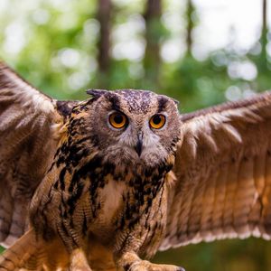 Preview wallpaper owl, bird, predator, flap, wings