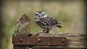 Preview wallpaper owl, bird, predator, wood, sit
