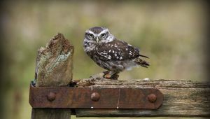 Preview wallpaper owl, bird, predator, wood, sit